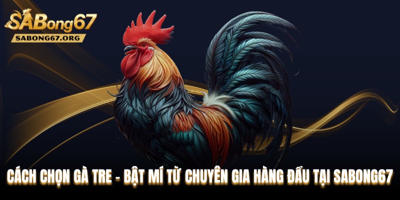 Cách Chọn Gà Tre - Bật Mí Từ Chuyên Gia Hàng Đầu Tại SABONG67