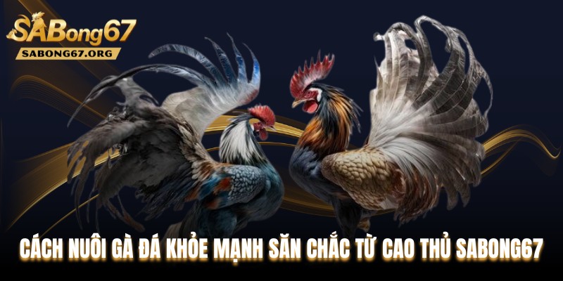 Cách Nuôi Gà Đá Khỏe Mạnh Săn Chắc Từ Cao Thủ SABONG67